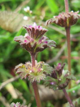 Image of common henbit