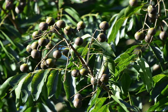 Image of Chinese soapberry