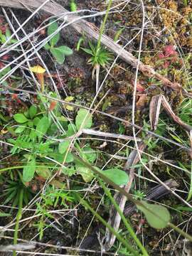 Image of Short-Leaf Sneezeweed