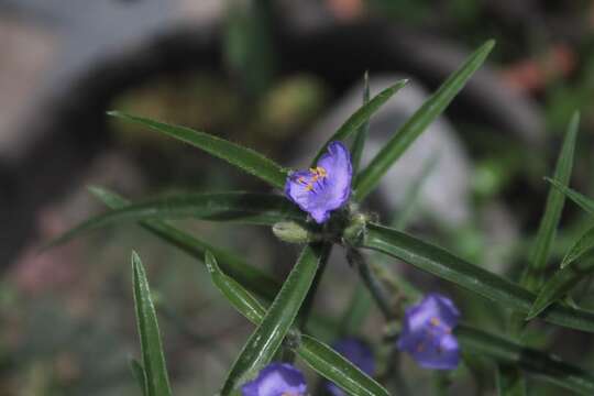 Слика од Tradescantia nuevoleonensis Matuda