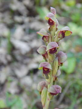 Steveniella satyrioides (Spreng.) Schltr. resmi