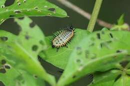 Image of Asian Spotted Tortoise Beetle