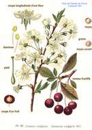 Image of sour cherry