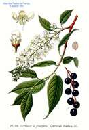 Image of Bird Cherry