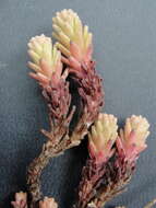 Слика од Sedum radiatum subsp. depauperatum R. T. Clausen