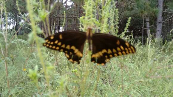 Image of Palamedes Swallowtail