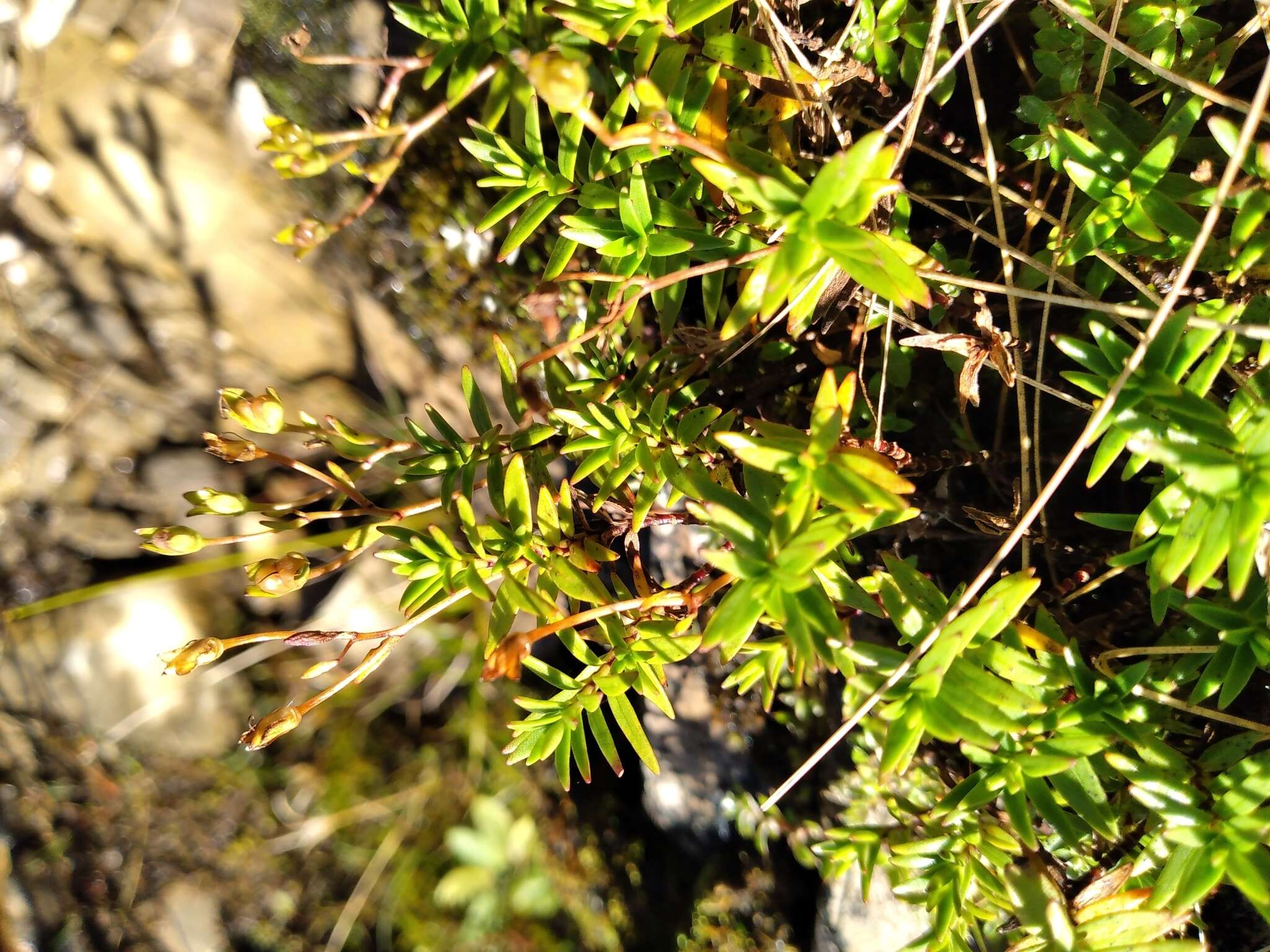 Слика од Veronica linifolia Hook. fil.