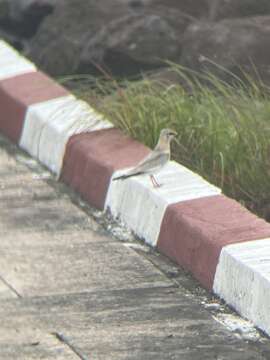 Image of Grey Pratincole