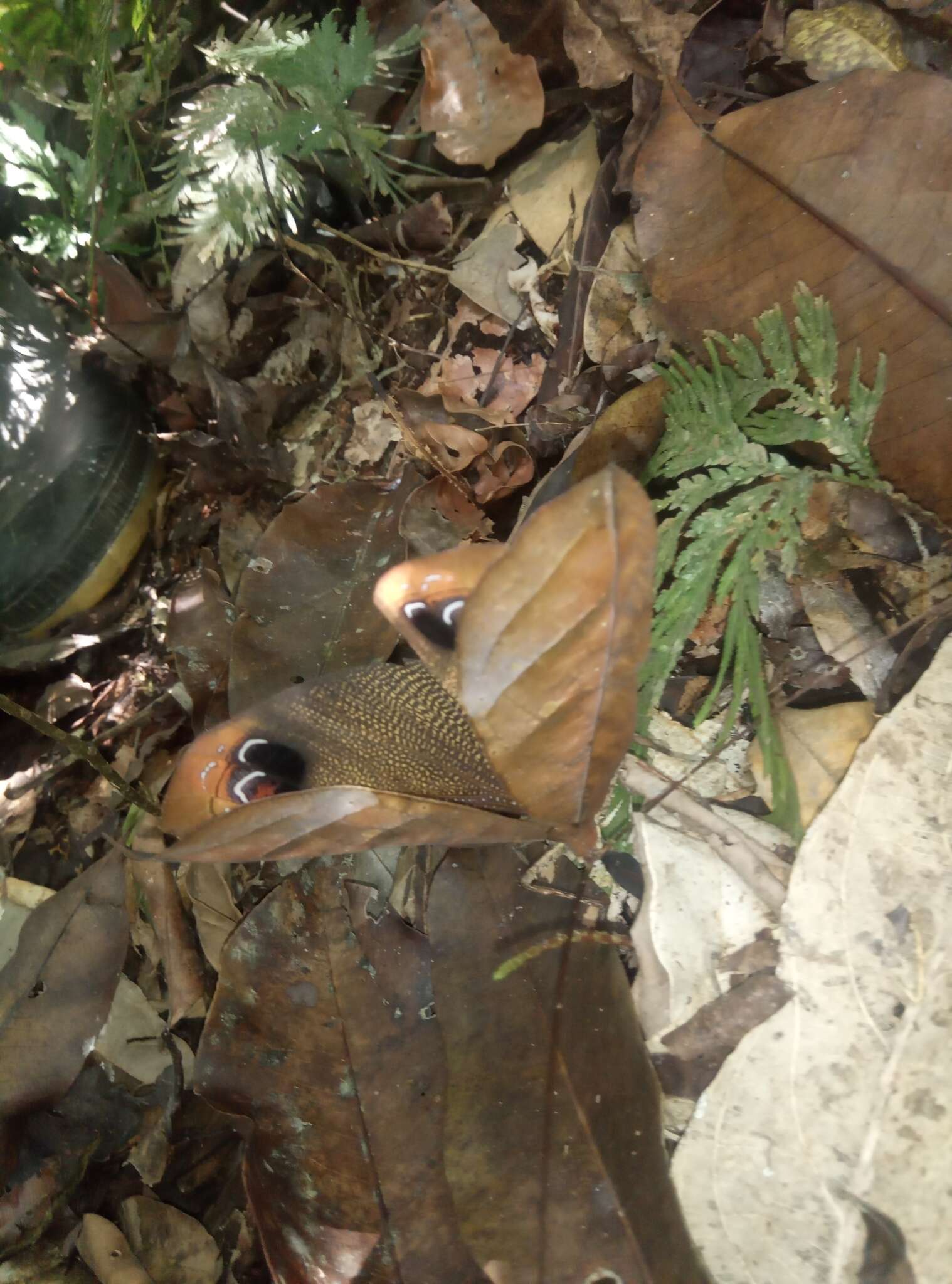 Image of Peacock katydid