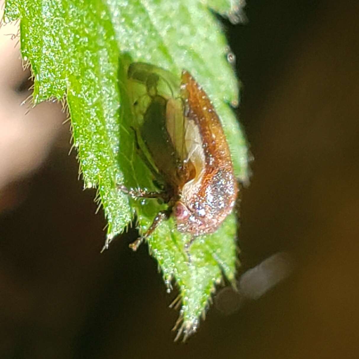 Image of Ophiderma flavicephala Goding