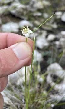 Image de Rhynchospora floridensis (Britton ex Small) H. Pfeiff.