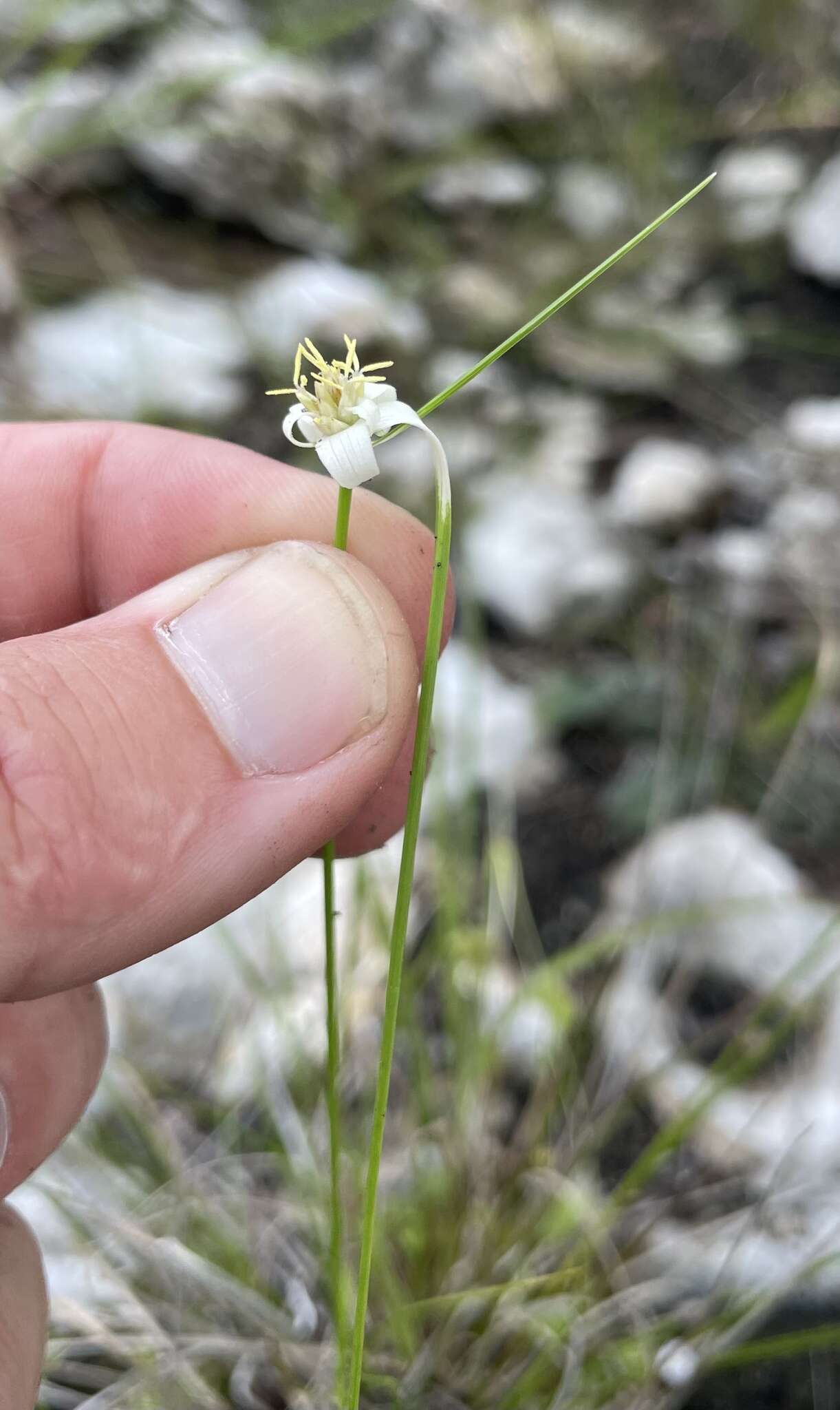 Image of Florida Whitetop