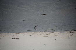 Image of oystercatcher, eurasian oystercatcher