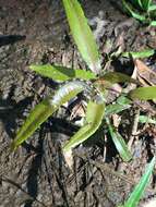 Image of Forest Tent Caterpillar Moth