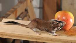 Image of European Garden Dormouse