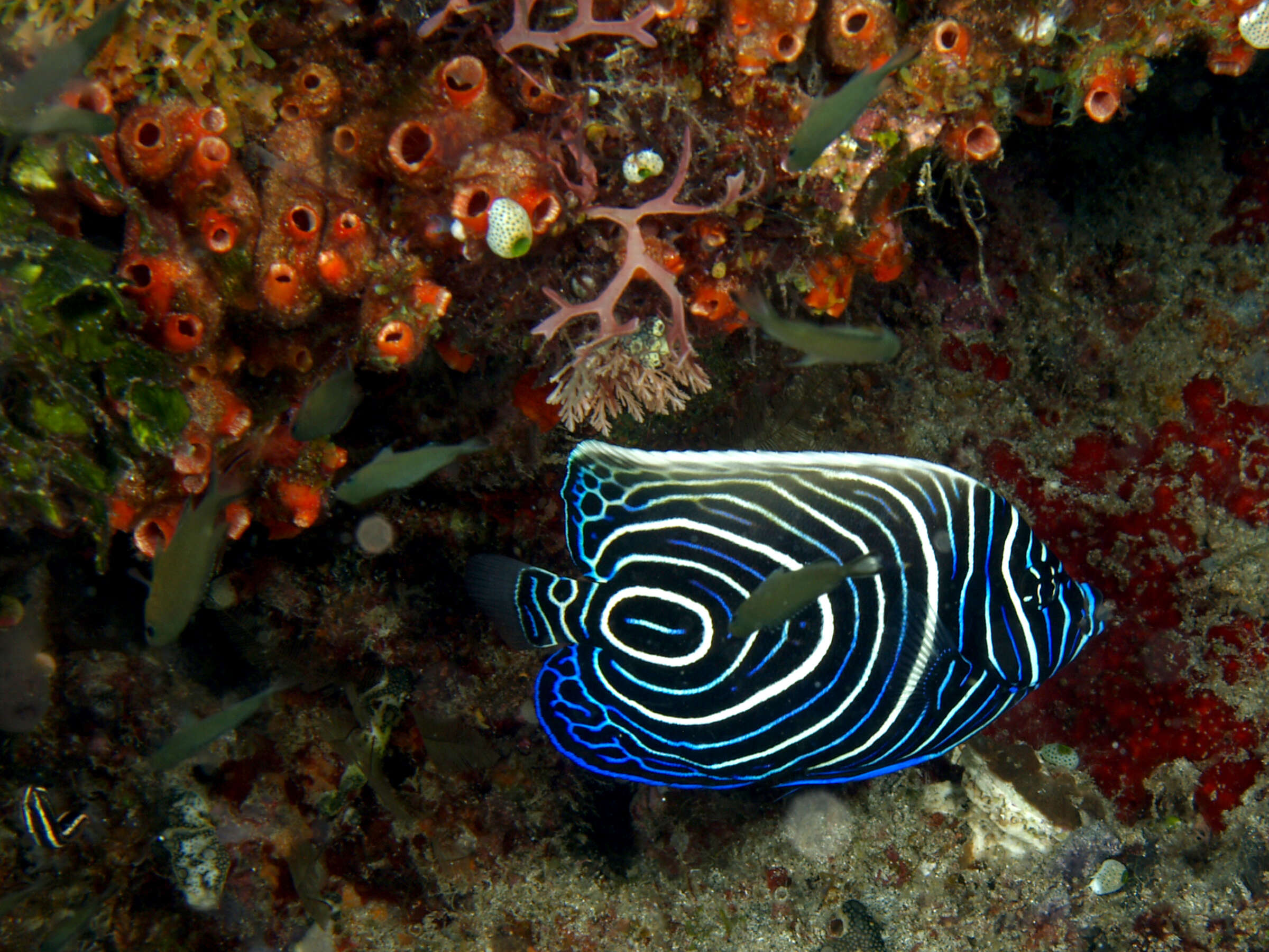 Image of Angelfish