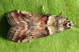 Acrobasis consociella Hübner resmi