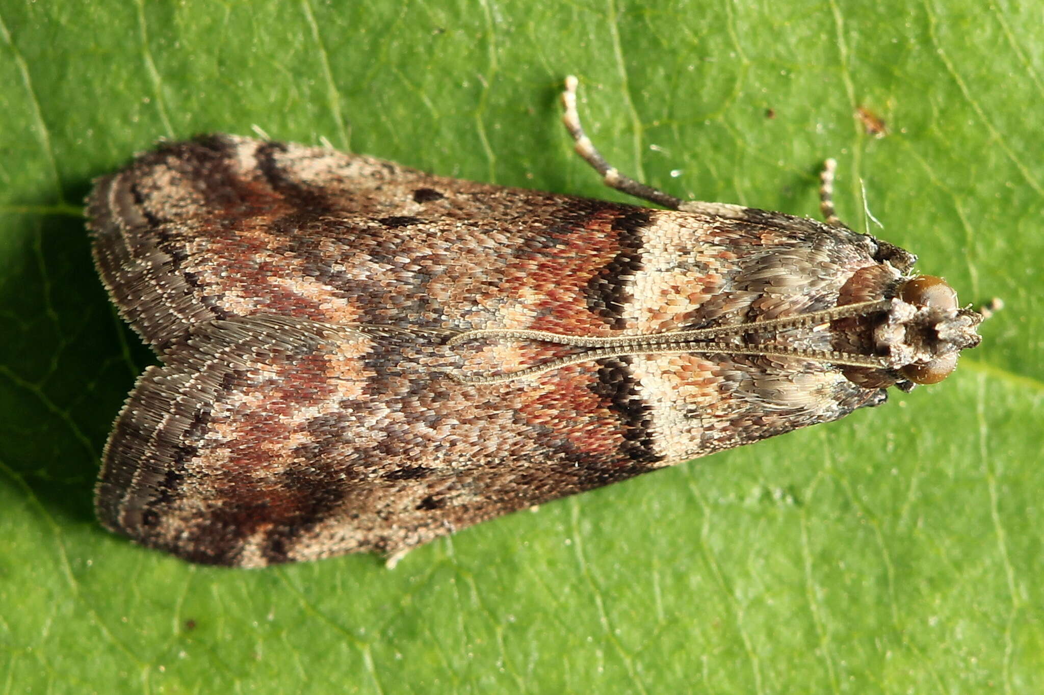 Acrobasis consociella Hübner resmi