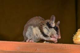 Image of European Garden Dormouse