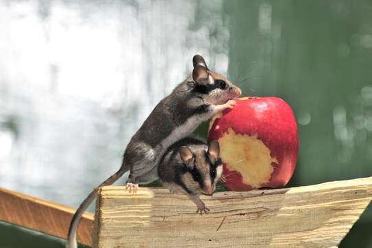 Image of European Garden Dormouse