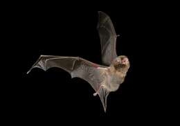 Image of Common Bentwing Bat