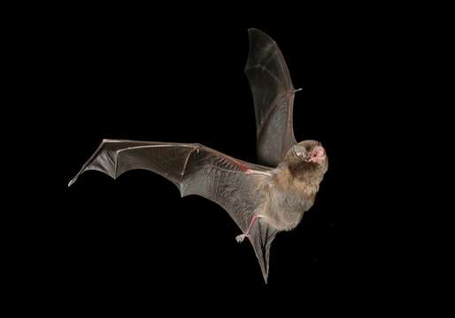 Image of Common Bentwing Bat