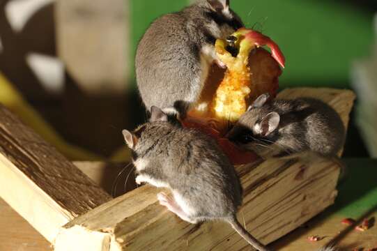 Image of European Garden Dormouse