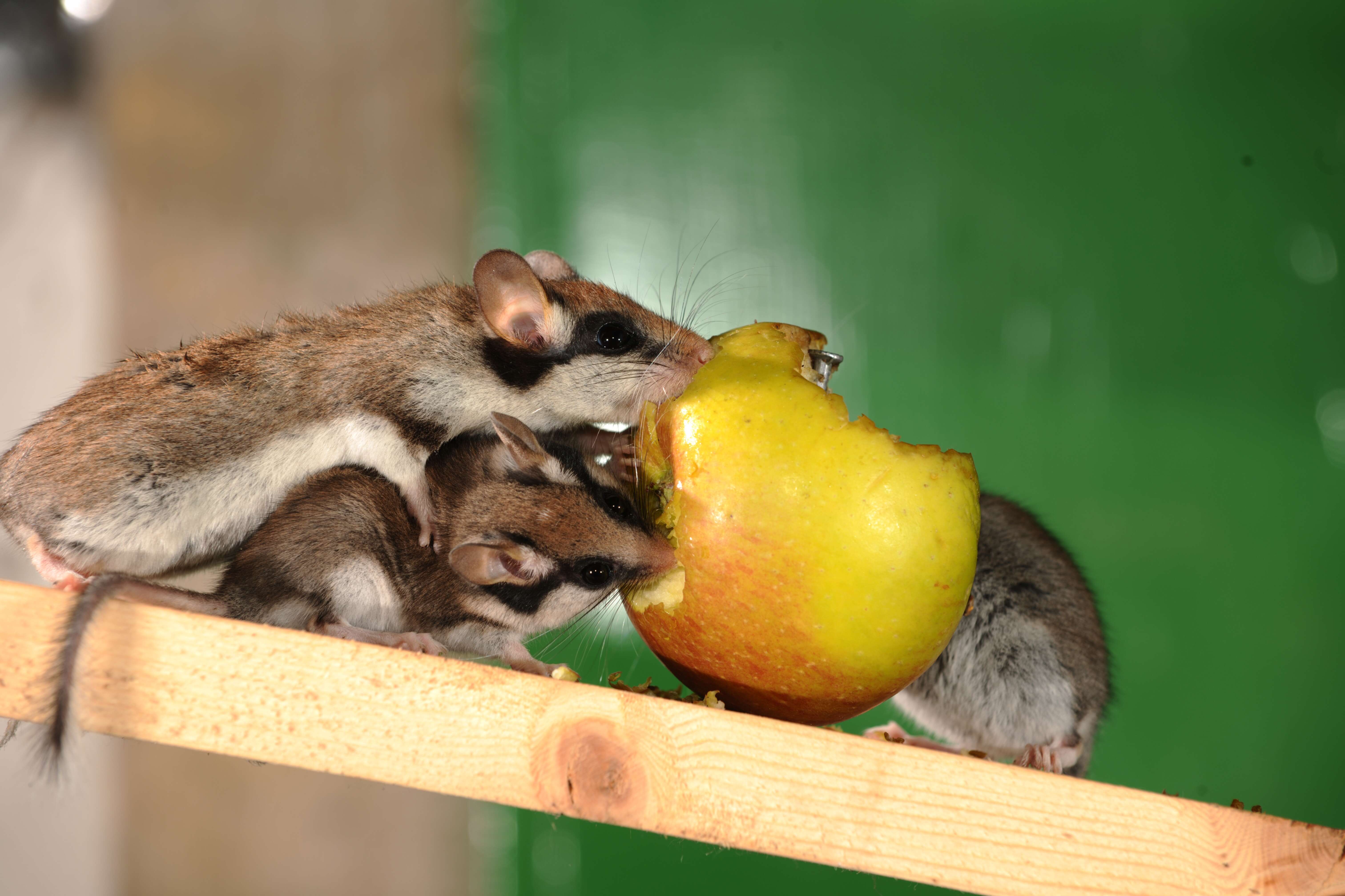 Image of European Garden Dormouse