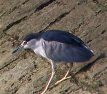 Image of Night Herons