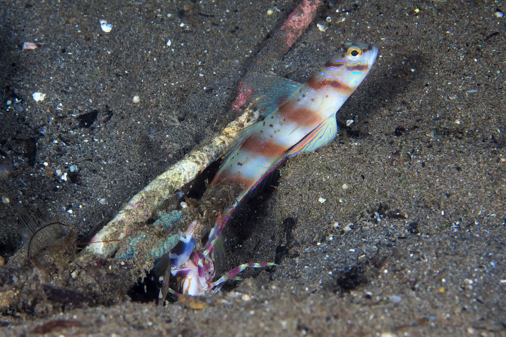 Amblyeleotris diagonalis Polunin & Lubbock 1979 resmi