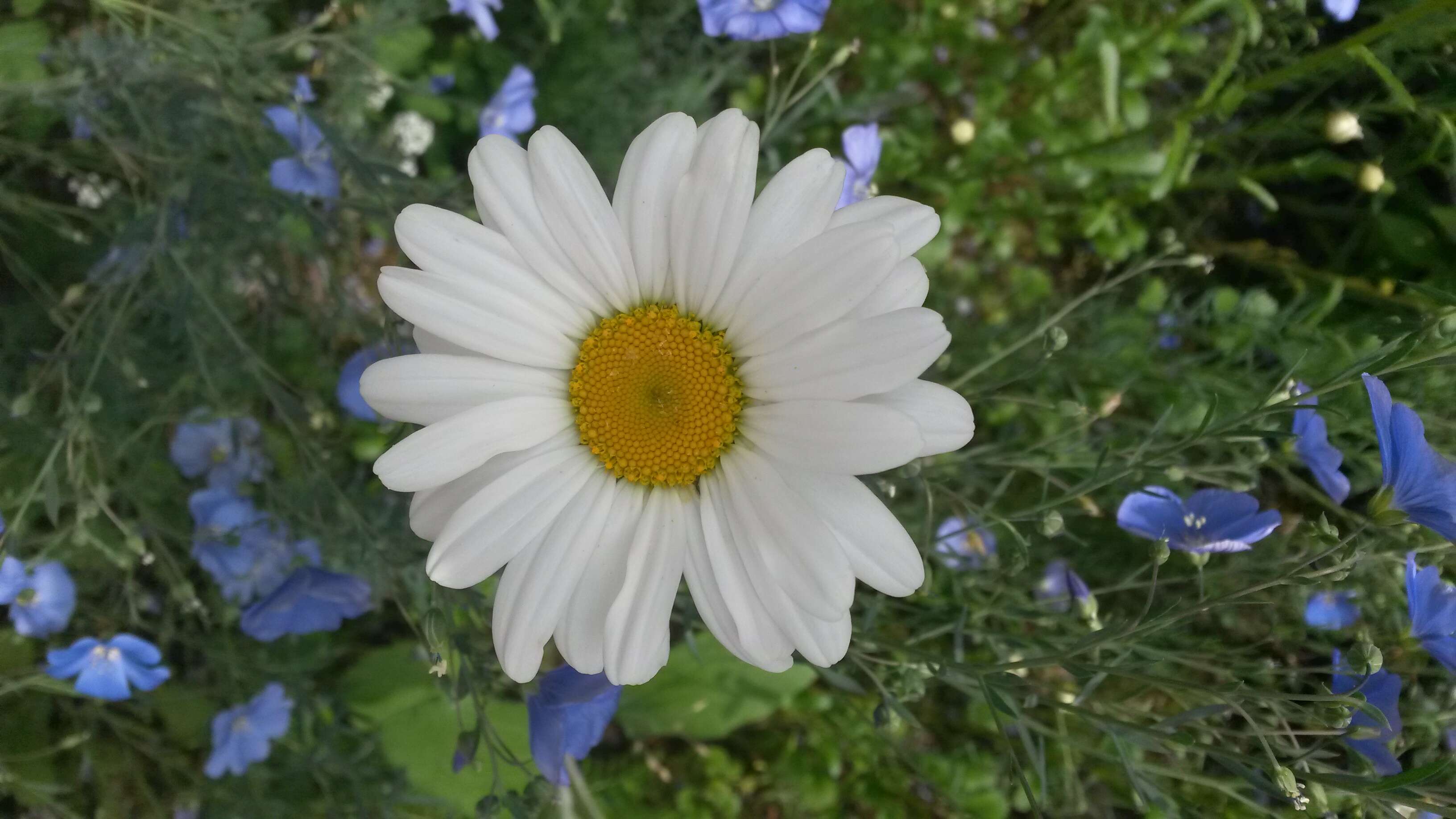 Image of Oxeye Daisy