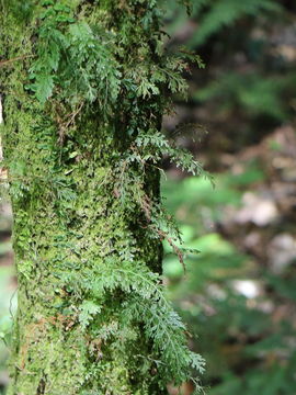 Image of <i>Abrodictyum caudatum</i>
