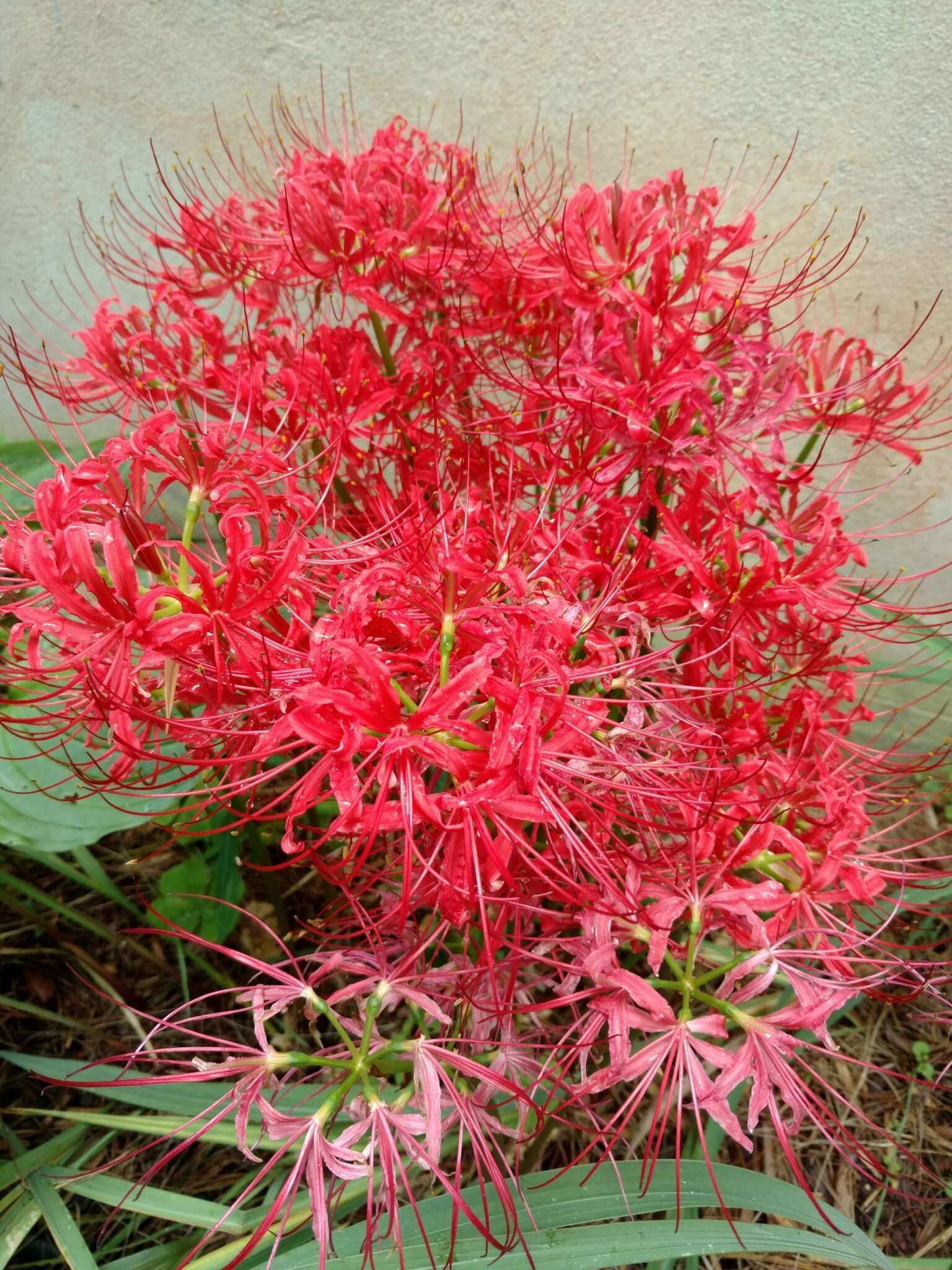 Image of lycoris