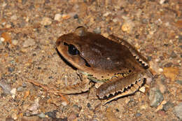 Plancia ëd Mixophyes fasciolatus Günther 1864