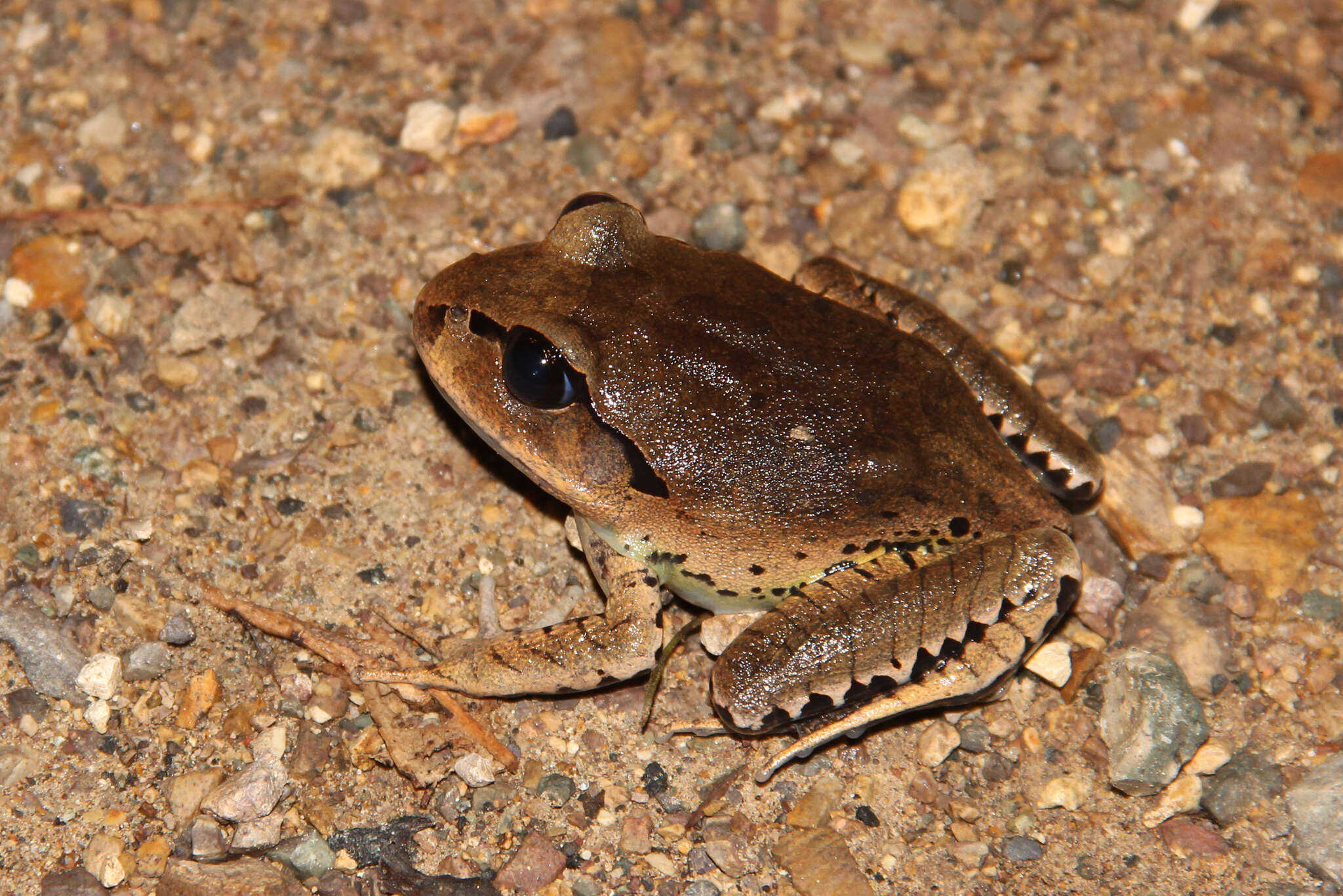 Plancia ëd Mixophyes fasciolatus Günther 1864