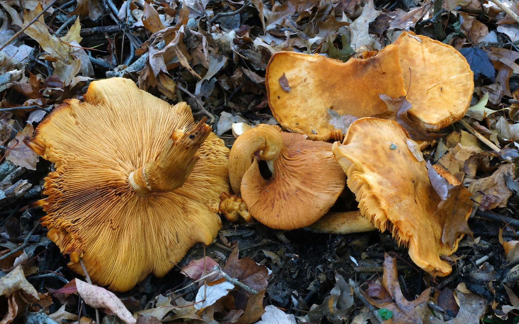 Image of Gymnopilus luteus (Peck) Hesler 1969