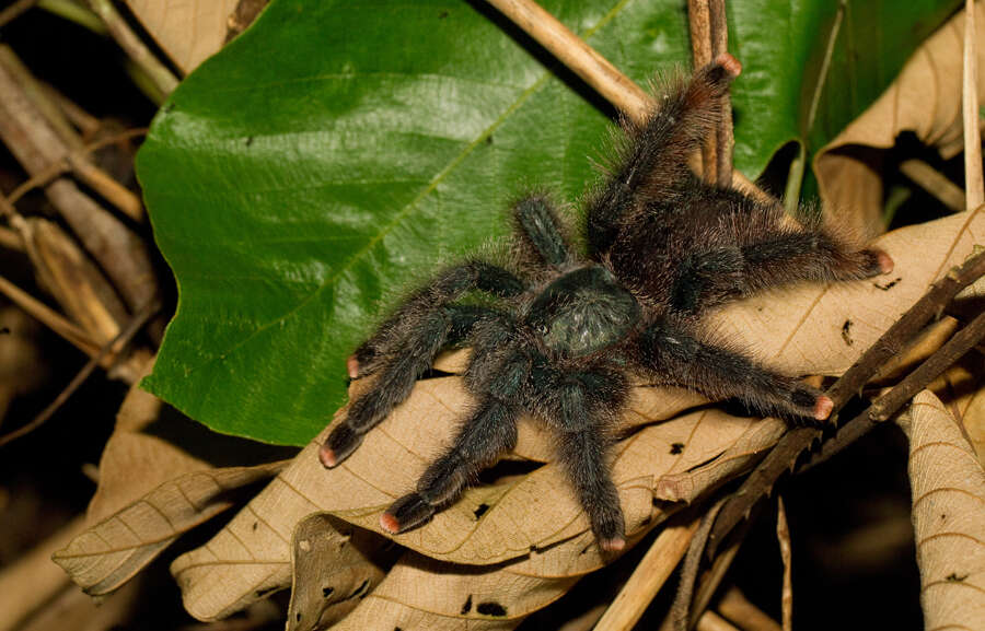 Image de Avicularia avicularia (Linnaeus 1758)