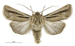 Image of Agrotis innominata Hudson 1898