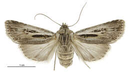 Image of Agrotis innominata Hudson 1898