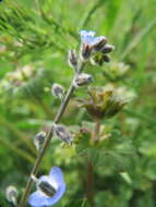 Image of strict forget-me-not