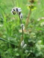 Image of strict forget-me-not