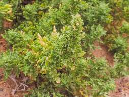 Image of cutleaf goosefoot