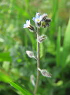 Image of strict forget-me-not