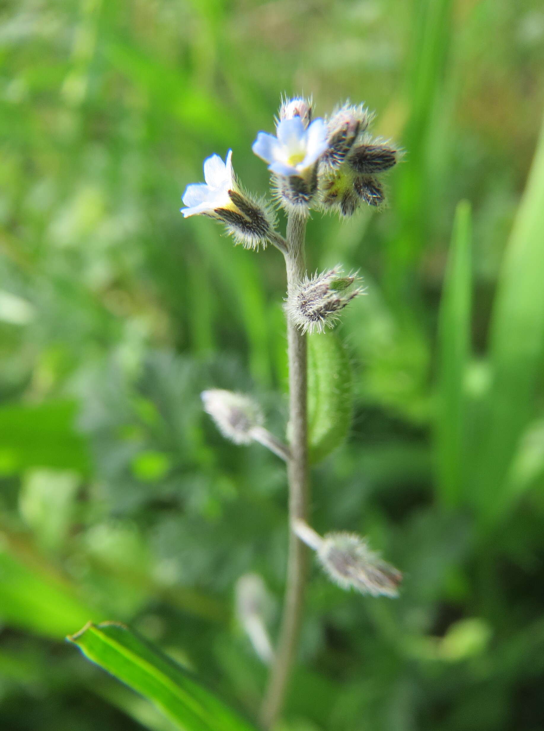 Image of strict forget-me-not