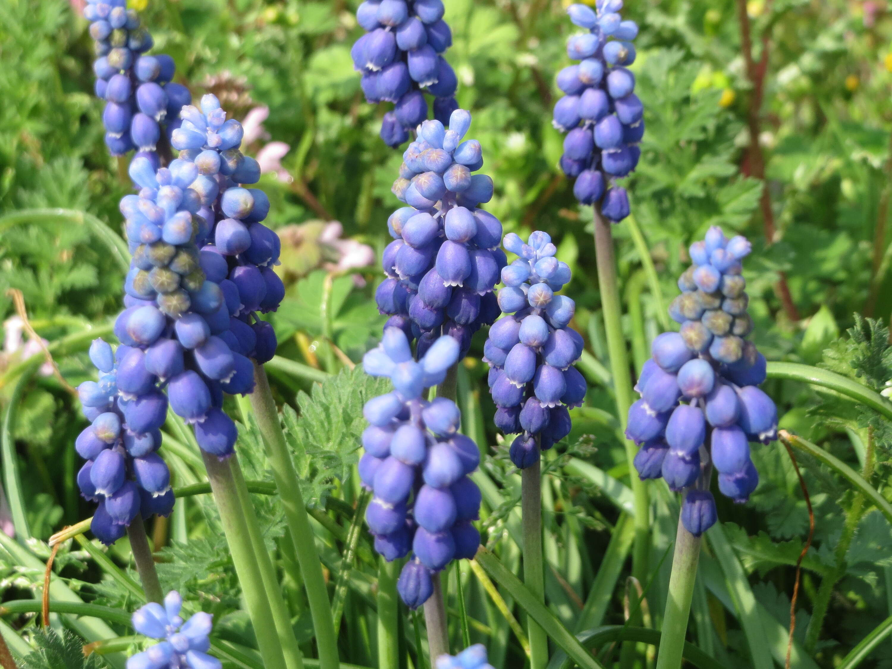 Imagem de Muscari armeniacum H. J. Veitch