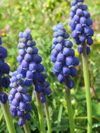 Image of Armenian grape hyacinth