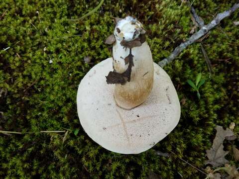 Image of Tylopilus williamsii Singer & J. García 1991