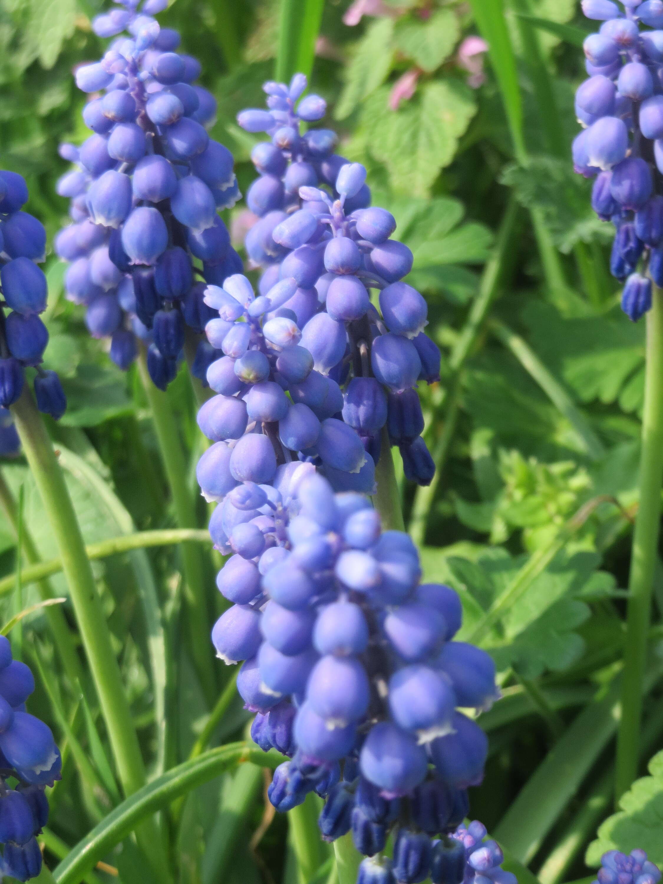 Imagem de Muscari armeniacum H. J. Veitch