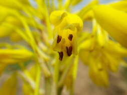 Image of Aloe dominella Reynolds