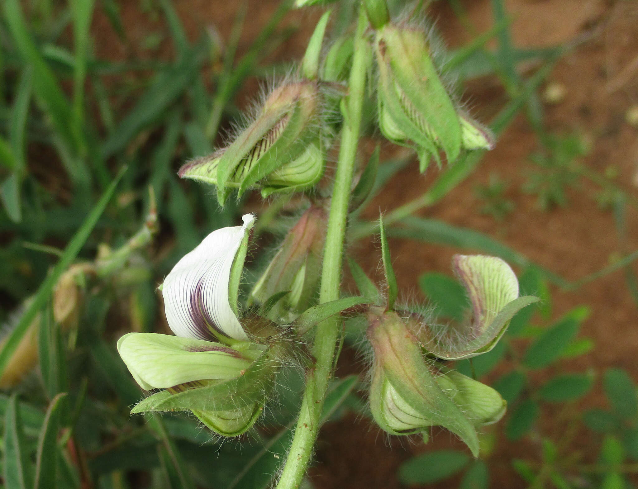 Image of Crotalaria burkeana Benth.